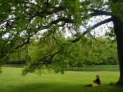 Park w Mosznej